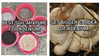 Best soil mixture for Adenium/Get Bigger Caudex of adenium//Multiple garden