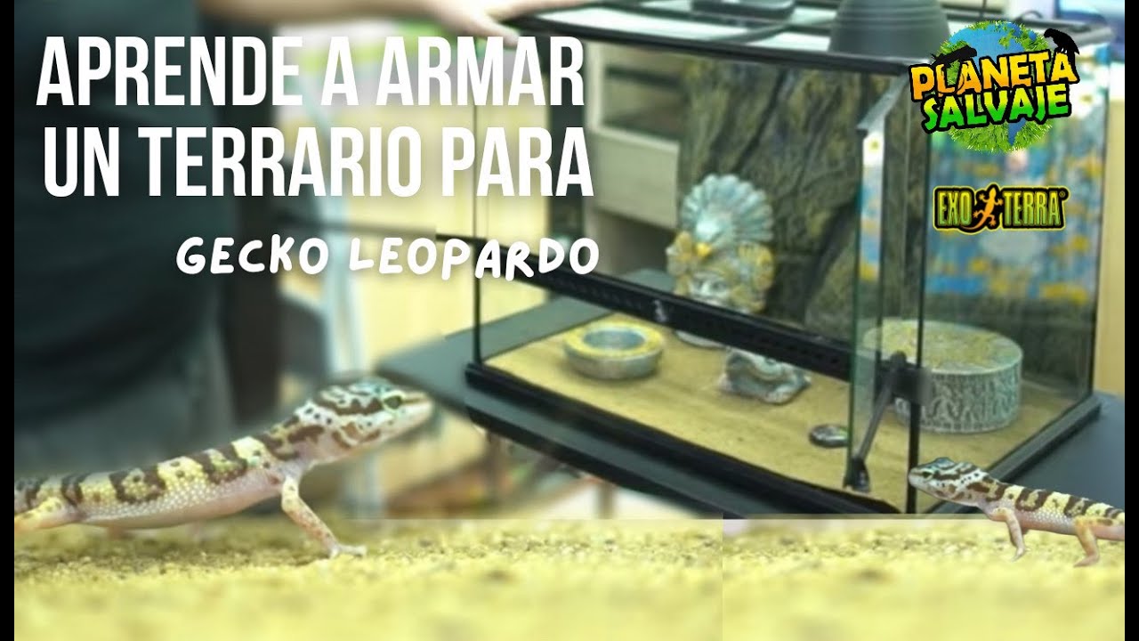 como armar un terrario para gecko leopardo 
