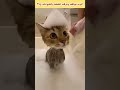 مع مواقف وحركات القطط والحيوانات ويلا بينا