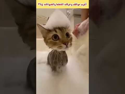 مع مواقف وحركات القطط والحيوانات ويلا بينا 