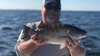 Windy and Rough??  No problem on the Grouper and Snapper inside Tampa Bay.  Free lining baits!