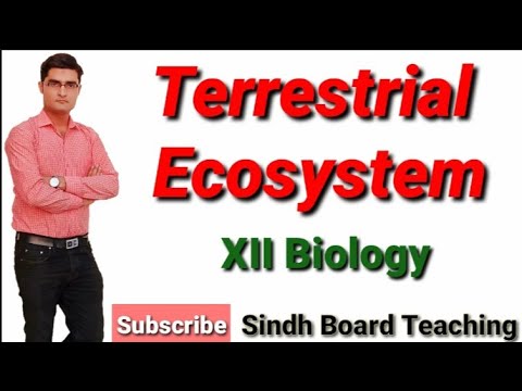 Terrestrial Ecosystem (Biome) XII Biology