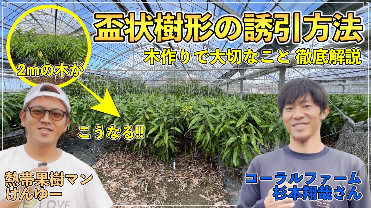 【低い樹形の作り方!】盃状形の誘引方法！枝の引っ張り方「マンゴー農家 杉本さん」