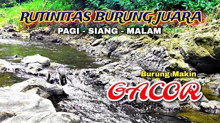 Download lagu Morning, Noon & Night Routine for Champion Birds:Wild Forest & Water Therapy to Boost Vocal Activity