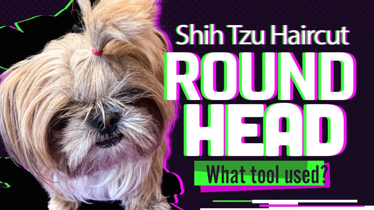 The classic Shih Tzu top knot YouTube