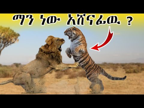 ቪዲዮ: ስለ እንስሳት የሚስብ። ፈጣን ማን ነው: አንበሳ ወይስ ኤልክ?