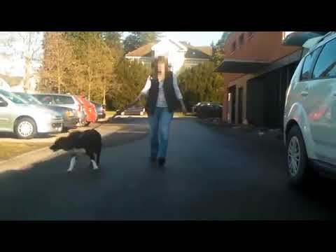 Video: Labradors gegen Goldens