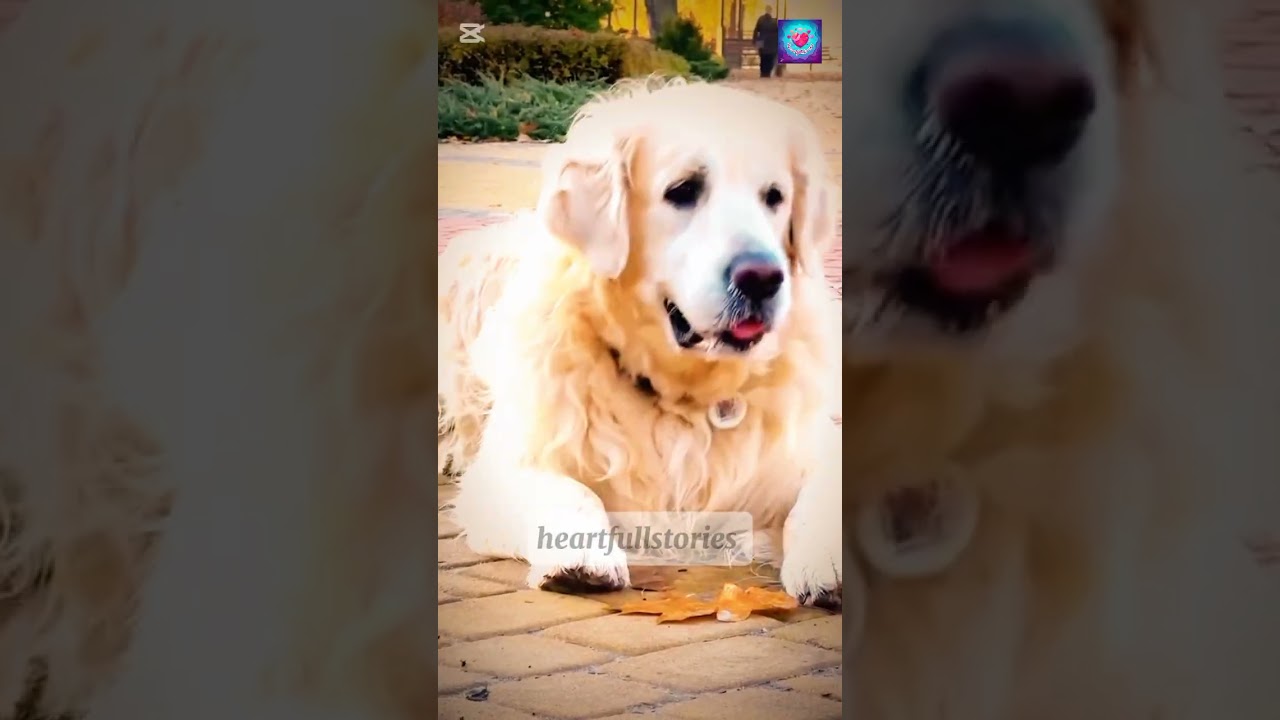 Honesty Of Dog Will Shock You😱 