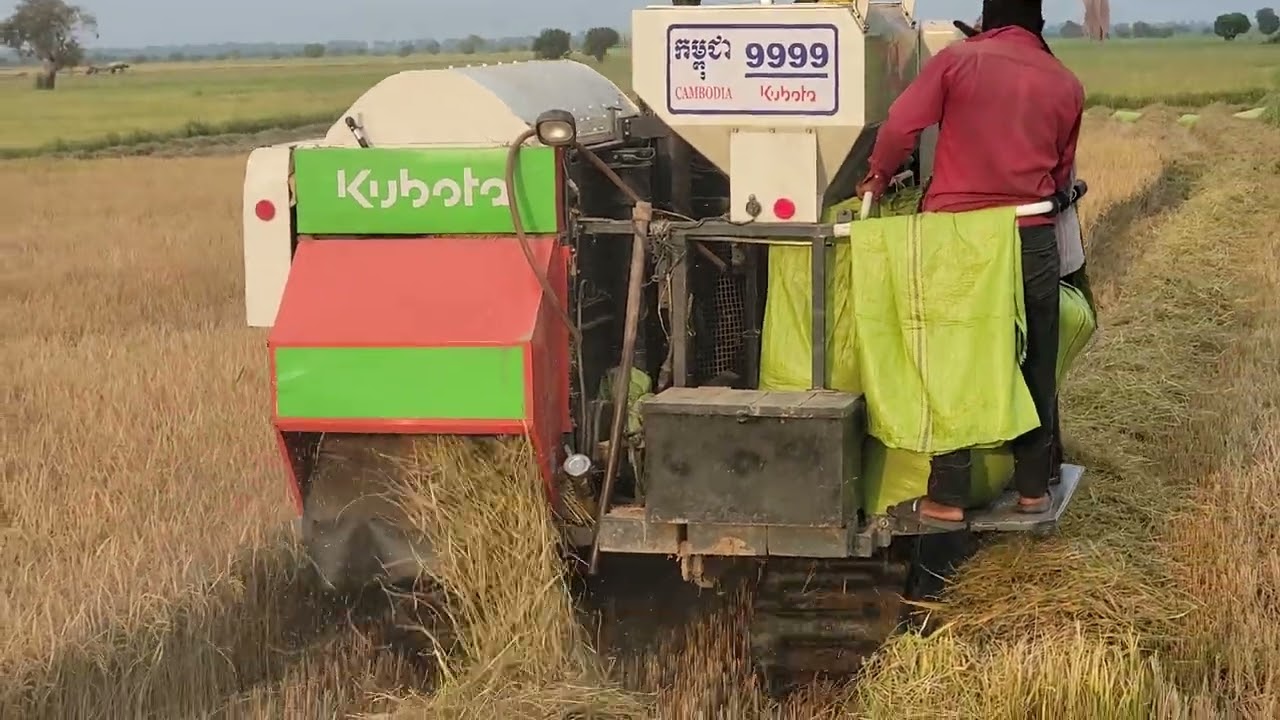 Rice harvest by kubota dc70#viralvideo #highlights #harvesting #video #viral #vietnam #india #indone