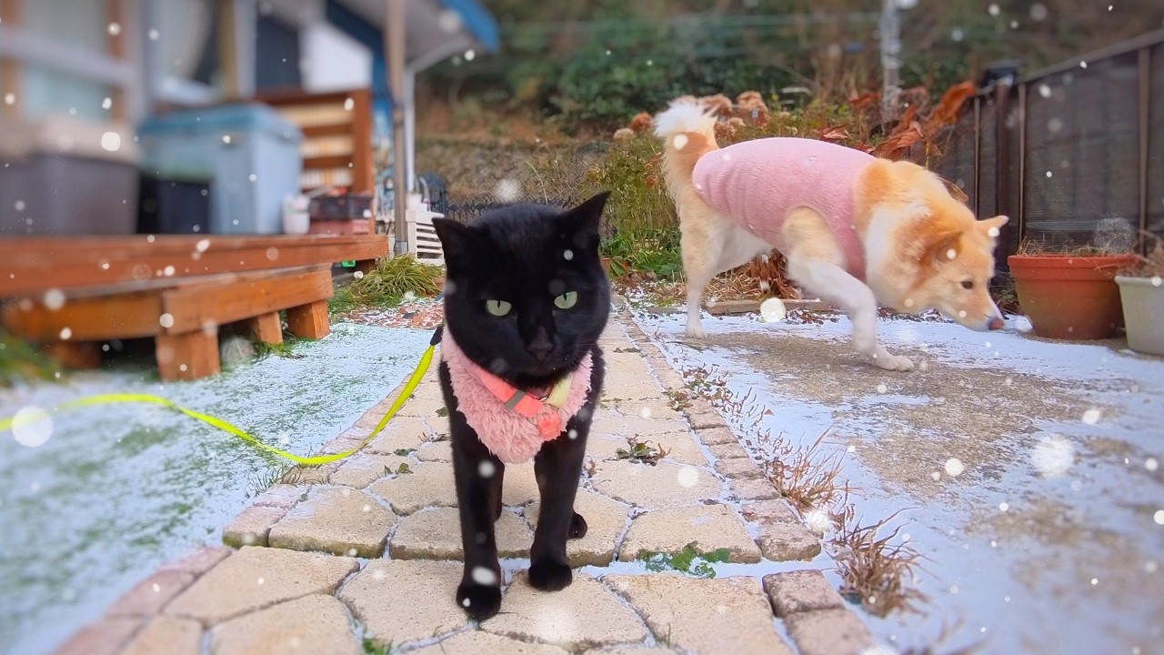 雪が積もった庭と犬と猫☃️黒猫の小さな挑戦