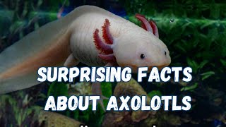 Surprising Facts About Axolotls What You Didn t Know ENG