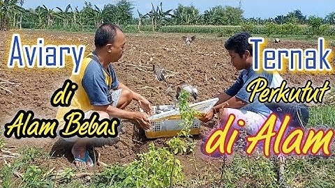 Berternak Perkutut Lokal || Di Alam  BEbas || AVIARY BEBAS ‼️