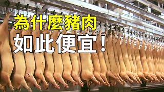 為什麼豬肉如此便宜高超的養豬技術半年可達300斤