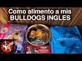 Como alimento a mis BULLDOG INGLES!!