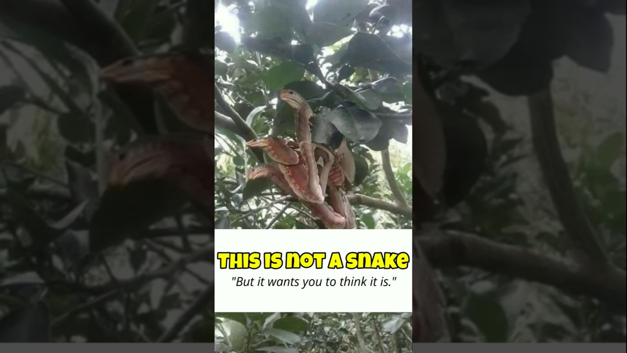 This Moth Looks Like a SNAKE?! 🐍🦋 