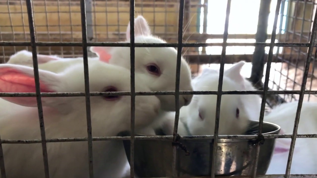 Rabbit Farm at Poombarai at Kodaikanal Kodaikanal Tour Diaries YouTube