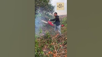 Living Sculptures - The Art and Science of Topiary #Masterpiecemill