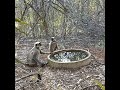 Drinking water for wildlife animals environmental works