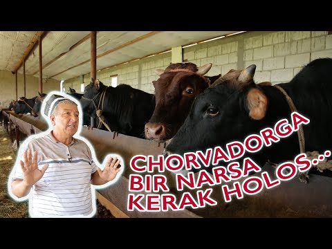 Video: Chorvachilik