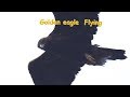 イヌワシ Golden eagle 中部の山 10月初旬 野鳥FHD 空屋根FILMS#1106