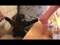 ПРИКОЛЫ С ЖИВОТНЫМИ ДО СЛЕЗ / Смешные КОТЫ 2021 / Приколы с КОТАМИ / Funny ANIMALS video #19