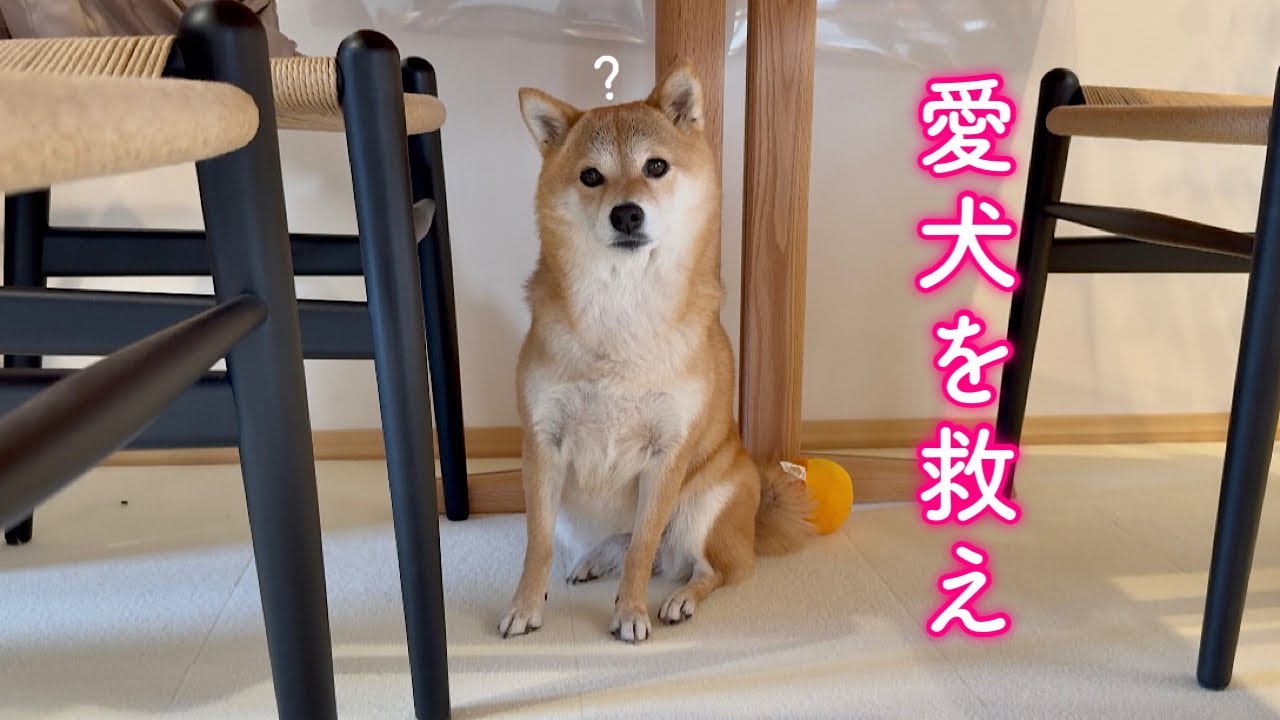 Kurt Meyer Fluweh 犬と蜂 Shiba Inu's mysterious behavior worries family - YouTube