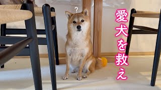 Kurt Meyer Fluweh 犬と蜂 Kurt Meyer Fluweh 犬と蜂 Freestyle