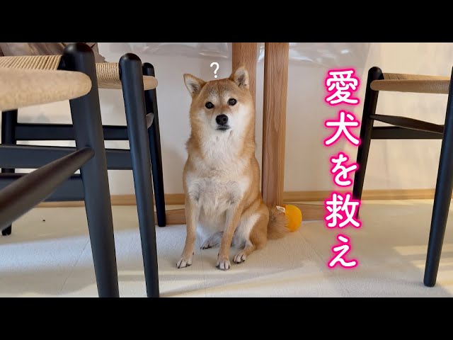 無意識の大家(豆犬)です。〈買わないように注意〉 Emergency] Can you protect your dog from intruders? - YouTube