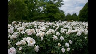 Milion Białych Róż - Миллион Белых Роз - A Million White Roses - Polish Version