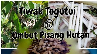 Download Lagu MASAKAN TRADISI SUKU KAUM DUSUN, SABAH || TIWAK TOGUTUI @ UMBUT PISANG HUTAN MP3