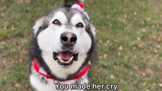 Giant Dog Made Her Cry, Then This Happened  #shorts #alaskanmalamute