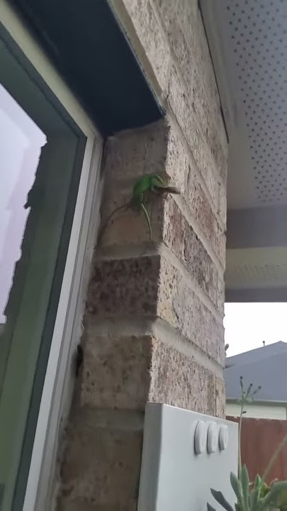 Gecko porn