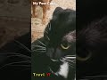 Scaring My Cat With The Joe Mama Joke LOL 😂!