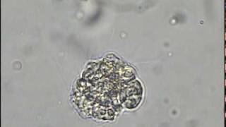 dissociated sponge cells