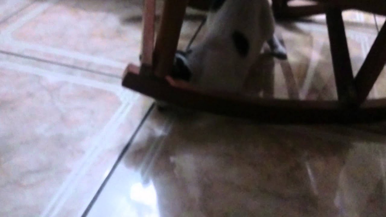 Cat eating cockroach