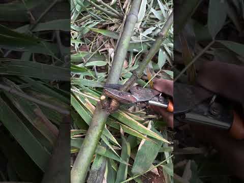Bamboo harvesting #asmr #farm #gardening #farming
