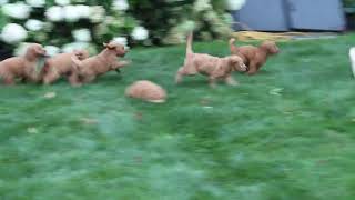 Goldendoodle Puppies For Sale