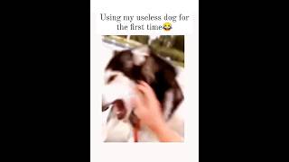 Dog Fights owner over touching bug! 😳 #viral #shorts #dog