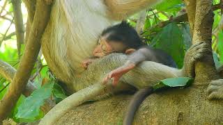The most adorable baby monkey with the most supportive mother by Baby Monkey 214 views 5 days ago 5 minutes, 49 seconds
