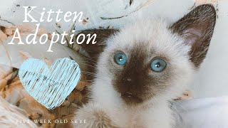 Siamese Kitten Adoption: First Week With Skye