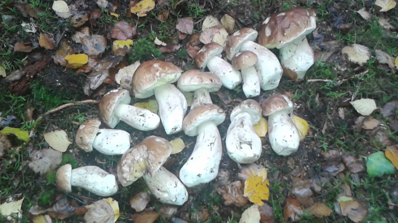 Porcini Germania Saarland , Ott. 2015 YouTube