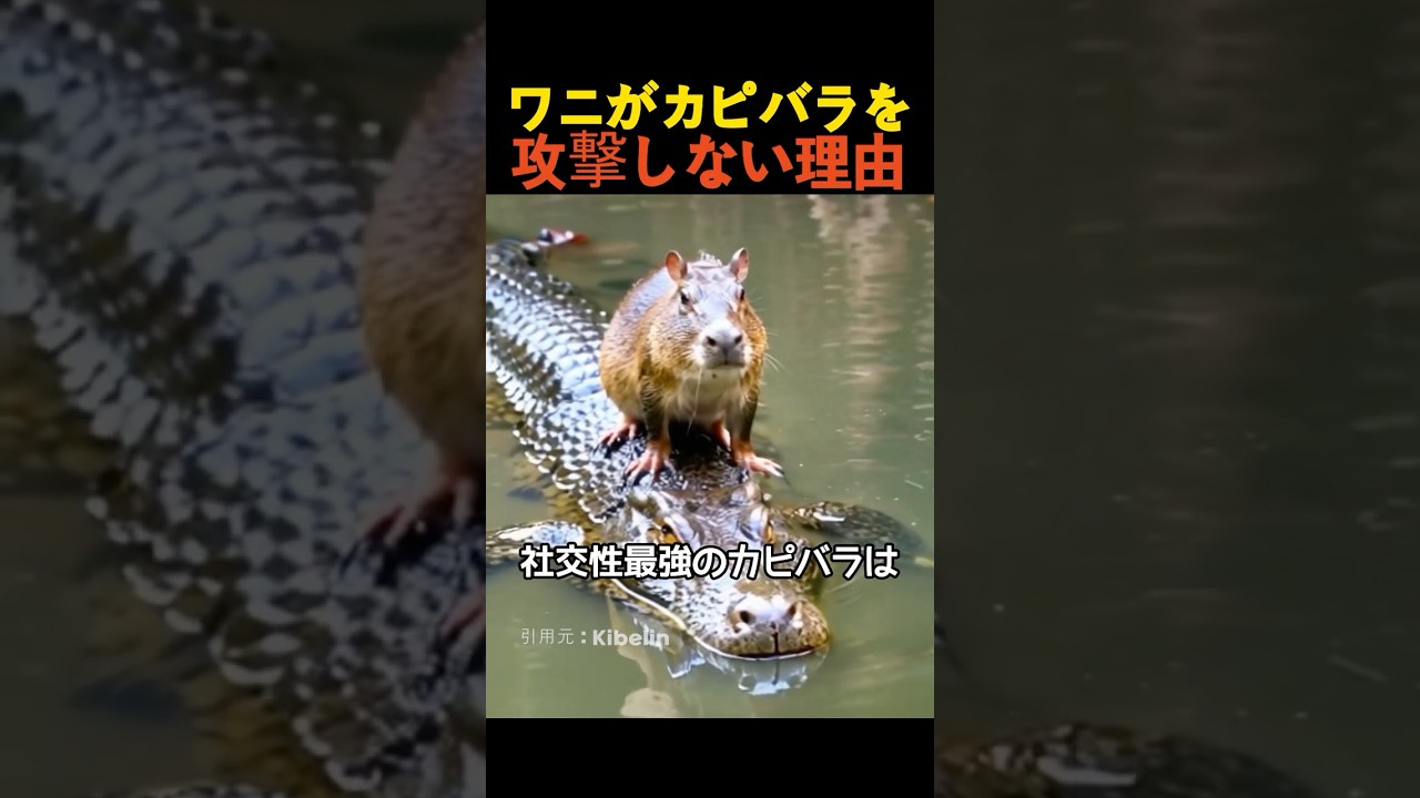 ワニがカピバラを攻撃しない理由