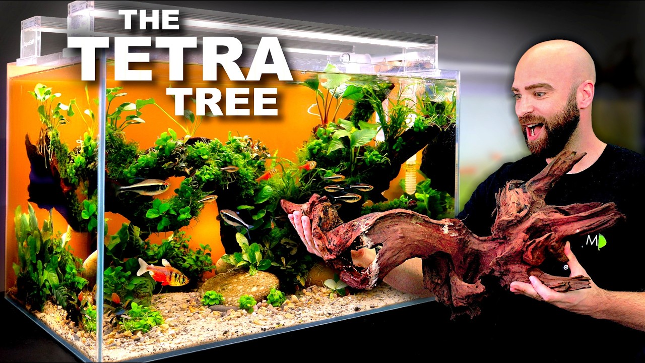 I Built a Tetra Tree Aquarium With a Cheap Background Trick