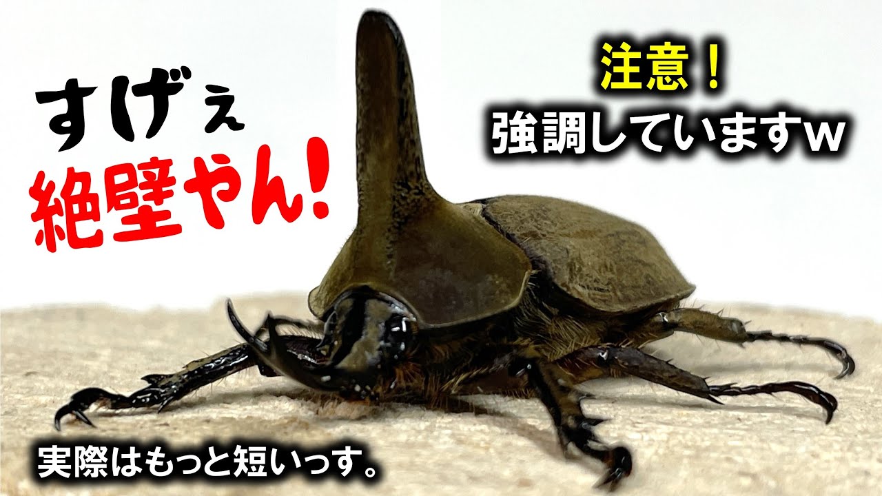 It's like a sheer cliff! I received a rhinoceros beetle with horns