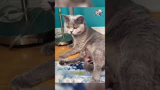The girl brought the strange little animal home to look after it #animals