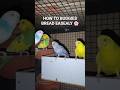 DAY 194 - HOW TO BREAD BUDGIES EASILY 🌸 #budgielovers #budgiecare #budgiediet #ytshorts #explore
