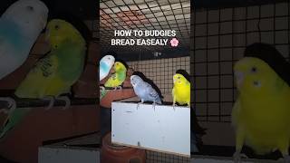 DAY 194 - HOW TO BREAD BUDGIES EASILY 🌸 #budgielovers #budgiecare #budgiediet #ytshorts #explore