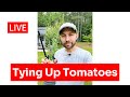 Tying Up Tomatoes - 2 technique’s, twine selection and types of knots - LIVE