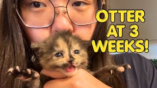 How Much Does a Newborn Kitten Grow in 3 Weeks? 🐱