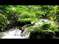 Gentle Stream Sounds for Relaxation by a Calm River – Relax Instantly – Release Stress